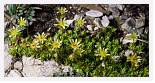 Saxifraga moschata * Musky Saxifrage - Gavarnie Pyrenees - July 1986 * 4641 x 2372 * (3.78MB)